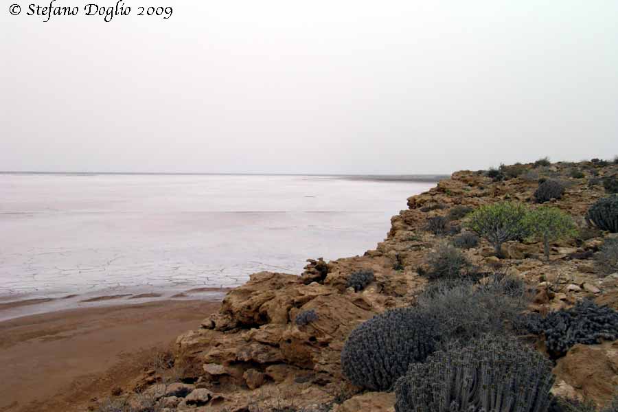 Apteranthes (=Caralluma) europaea / Fior di Tigre